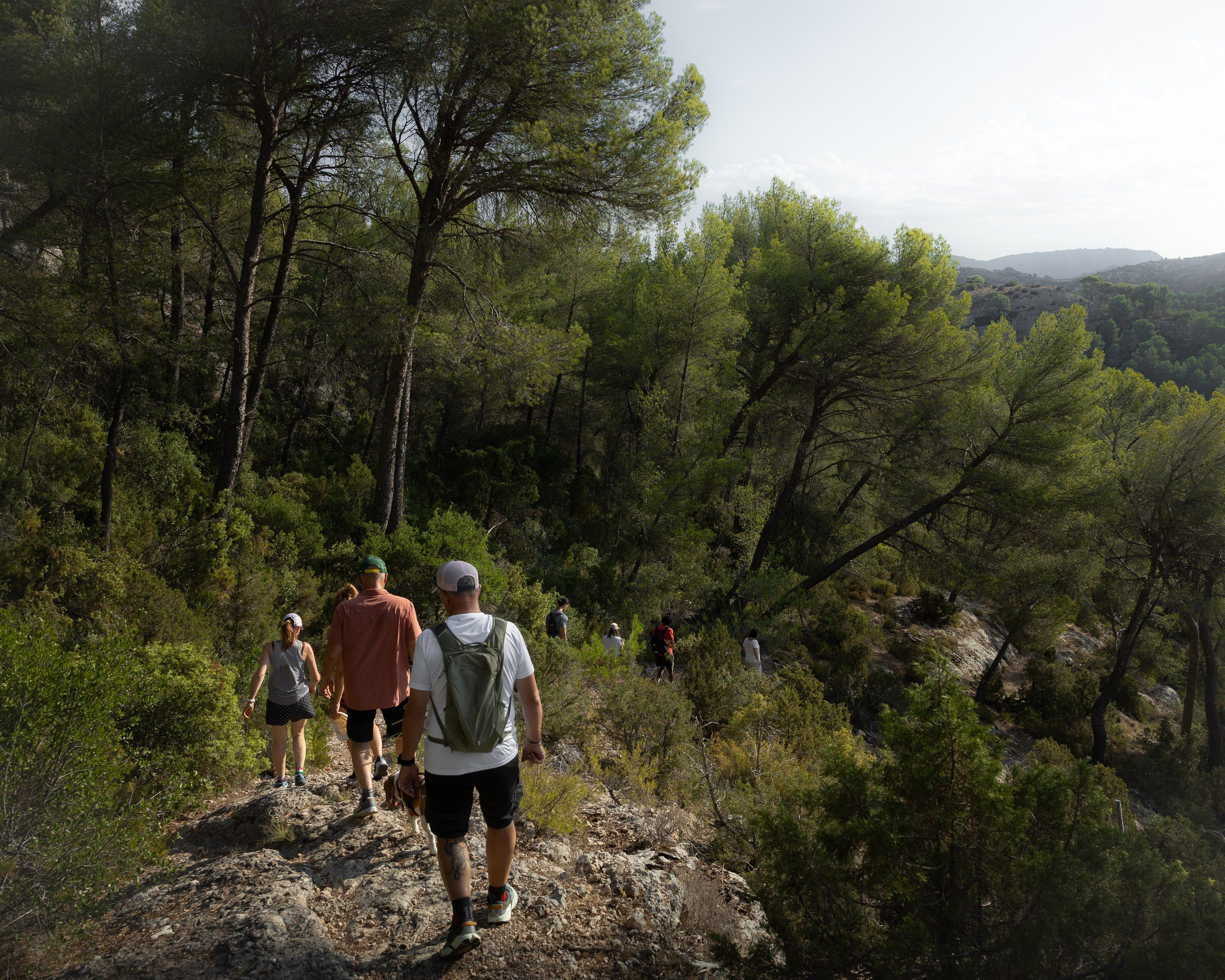 Le groupe randonne dans la pinède.